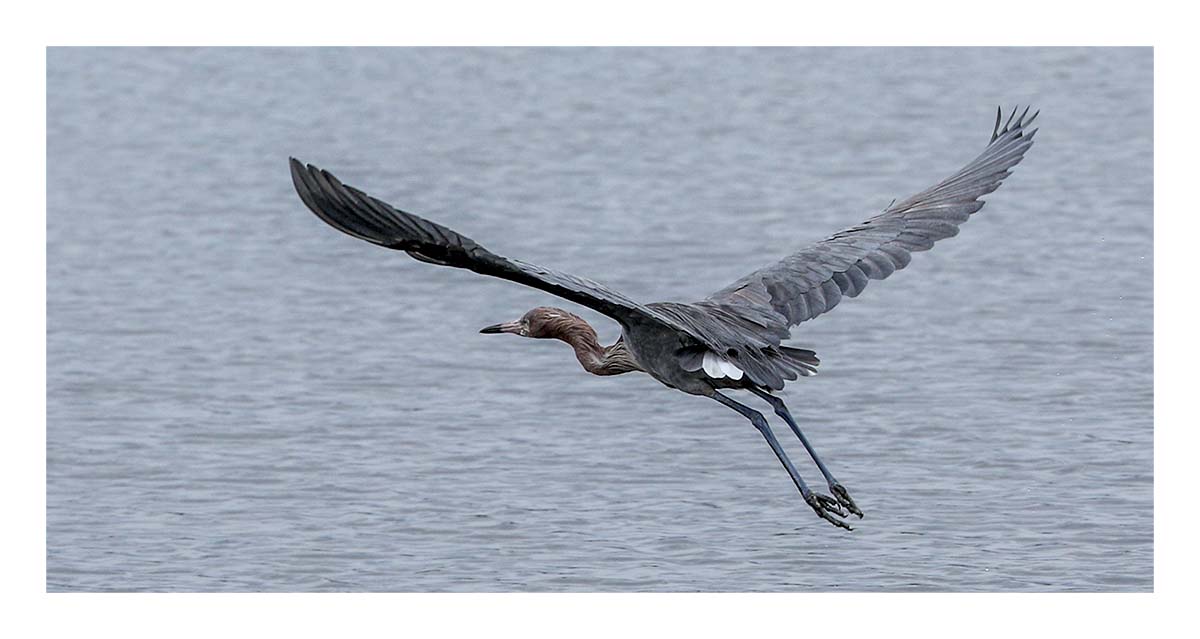 Reddish Egret